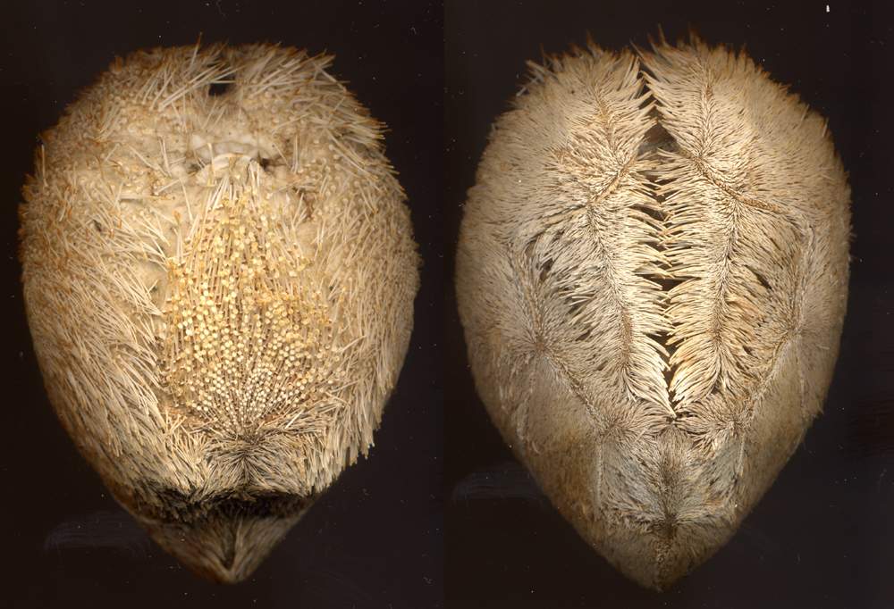 Echinocardium, Schizaster e Brissus - teche